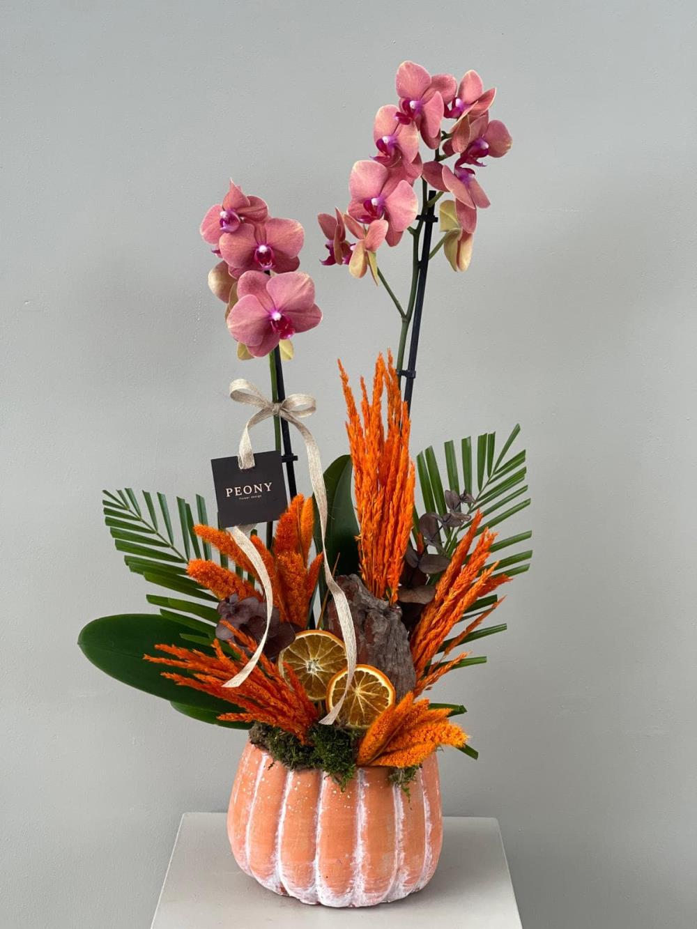 Kabak Saksıda Turuncu Orkide